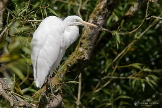 Great whit egret