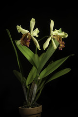 Cattleya dowiana var. aurea 'Maestranza' (Linden) B.S.Williams & T.Moore, Orchid Album 2: t. 84 (1883)