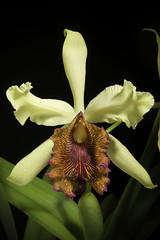 Cattleya dowiana var. aurea 'Maestranza' (Linden) B.S.Williams & T.Moore, Orchid Album 2: t. 84 (1883)