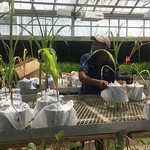 Borlaug Fellow Hamilton in the greenhouse