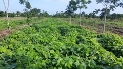 View of a legume fodder plot of Velvet bean (Mucuna pruriens) at Henry Christophe University, Limonade, northern Haiti