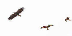 White-Tailed Eagle mobbed by two Red Kites