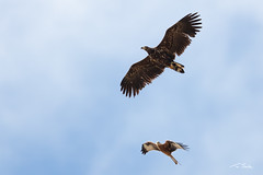 White-Tailed Eagle mobbed by two Red Kites