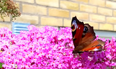 Peacock butterfly, Inachis io, Påfågelöga