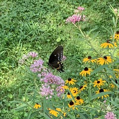 2020 221/366 8/8/2020 SATURDAY - Dark Morph Female Eastern Tiger Swallowtail - Papilio glaucus