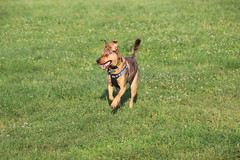 Visit with Runyon to Swift Run Dog Park (Ann Arbor, Michigan) - 222/2020 59/P365Year13 4442/P365all-time (August 9, 2020)