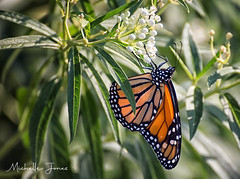 August 9, 2020 - Beautiful monarch butterfly. (Michelle Jones)