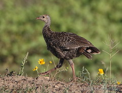 August 9, 2020 - Young turkey on the move.  (Bill Hutchinson)