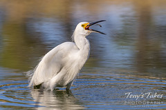 August 8, 2020 - Snowy egret gets a snack. (Tony's Takes)