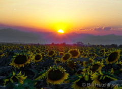 August 8, 2020 - Sunflowers at sunset.  (Bill Hutchinson)