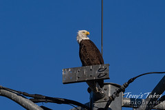 August 9, 2020 - Bald eagle hanging out on a cell tower. (Tony's Takes)