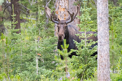 August 4, 2020 - Moose bull in the forest. (Tony's Takes)