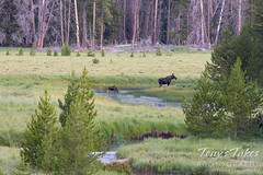 August 2, 2020 - Moose cow and calf in Rocky Mountain National Park. (Tony's Takes)