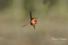 August 3, 2020 - A rufous hummingbird on the move. (Tony's Takes)