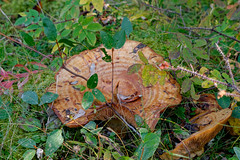 A Very Large Mushroom Encountered in Denali National Park and Preserve