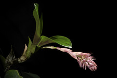 Bulbophyllum hamelinii W.Watson, Gard. & Forest 6: 336 (1893)