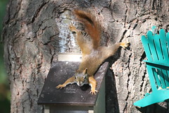 Backyard Red & Fox Squirrels (Ypsilanti, Michigan) - 223/2020 60/P365Year13 4443/P365all-time (August 10, 2020)