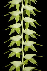 Dendrochilum latifolium Lindl., Edwards's Bot. Reg. 29(Misc.): 56 (1843)
