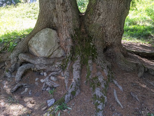 Tree grown around boulder