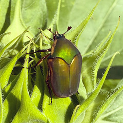 June Bug