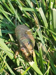 August 10, 2020 - A cicada in the grass. (LE Worley)
