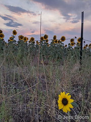 August 13, 2020 - Adams County sunflowers. (Jess Bloom)