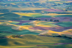 Golden hour sunset aerial view of The Palouse region of Eastern Washington State, as seen from Steptoe Butte State Park, of patchwork style rolling farmland and hills