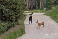 Moose chases off mule deer - 3 of 8