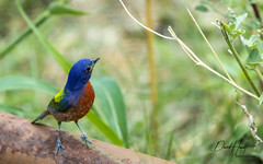 Painted Bunting-2955