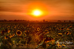 August 15, 2020 - Sunflower sunset. (Tony's Takes)