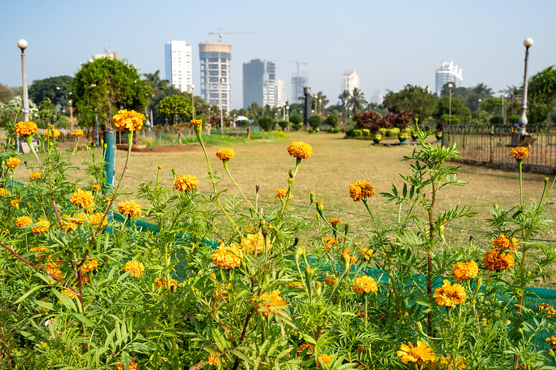 Marigolds in bloom in a the hanging gardens park in Mumbai, India<br/>© <a href="https://flickr.com/people/39908901@N06" target="_blank" rel="nofollow">39908901@N06</a> (<a href="https://flickr.com/photo.gne?id=50234632261" target="_blank" rel="nofollow">Flickr</a>)