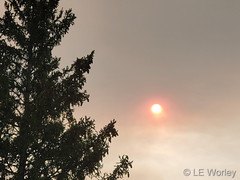 August 14, 2020 - A smoky sun. (LE Worley)