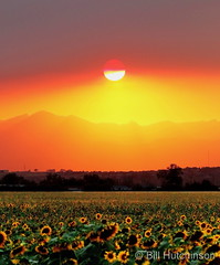 August 15, 2020 - Gorgeous sunflower sunset. (Bill Hutchinson)