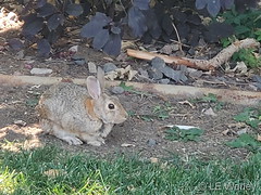 August 15, 2020 - Bunny in suburbia. (LE Worley)