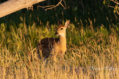 August 15, 2020 - Beautiful deer fawn. (Tony's Takes)