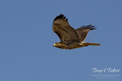 August 15, 2020 - Red tailed hawk flyby. (Tony's Takes)