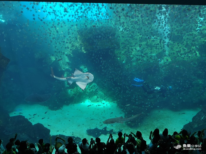 【桃園中壢】Xpark水族館必逛重點整理｜交通資訊、票價、訂票資訊 @魚樂分享誌