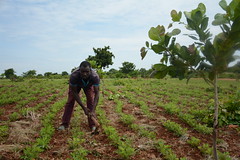 FMNR farmer David tending to his crops