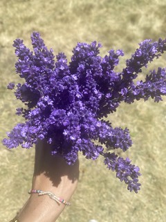 Our Lavender - made into “hydrosol” photos, and product made by Michelle Gagnon.