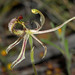 Caladenia mesocera