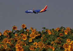 August 17, 2020 - Sunflower landing. (Bill Hutchinson)