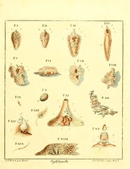 Anglų lietuvių žodynas. Žodis family limacidae reiškia šeimos limacidae lietuviškai.