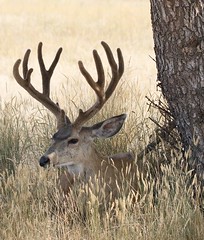 August 20, 2020 - A mule deer buck stays cool in the shade. (Bill Hutchinson)
