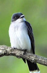 Anglų lietuvių žodynas. Žodis eastern kingbird reiškia rytų kingbird lietuviškai.
