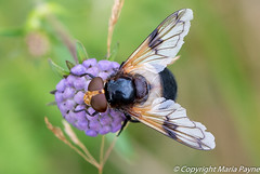 Pellucid hover fly