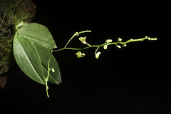 Phalaenopsis mirabilis (Seidenf.) Schuit., OrchideenJ. 14: 62 (2007)