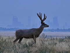 August 24, 2020 - Deer buck and a smoky Mile High City. (Bill Hutchinson)