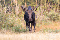 August 23, 2020 - Moose coming head on. (Tony's Takes)