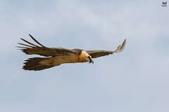 Quebra-ossos, Bearded vulture (Gypaetus barbatus)