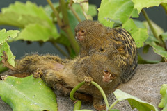 Anglų lietuvių žodynas. Žodis pygmy marmoset reiškia menkysta beždžionės lietuviškai.